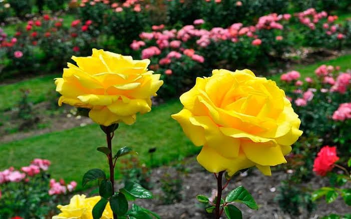 Bigreen Yellow Rose – Live Flowering Plant with Pot for Home & Garden Natural Plant Yellow Colour Rose Flower Tree Plant Hybrid Grafted