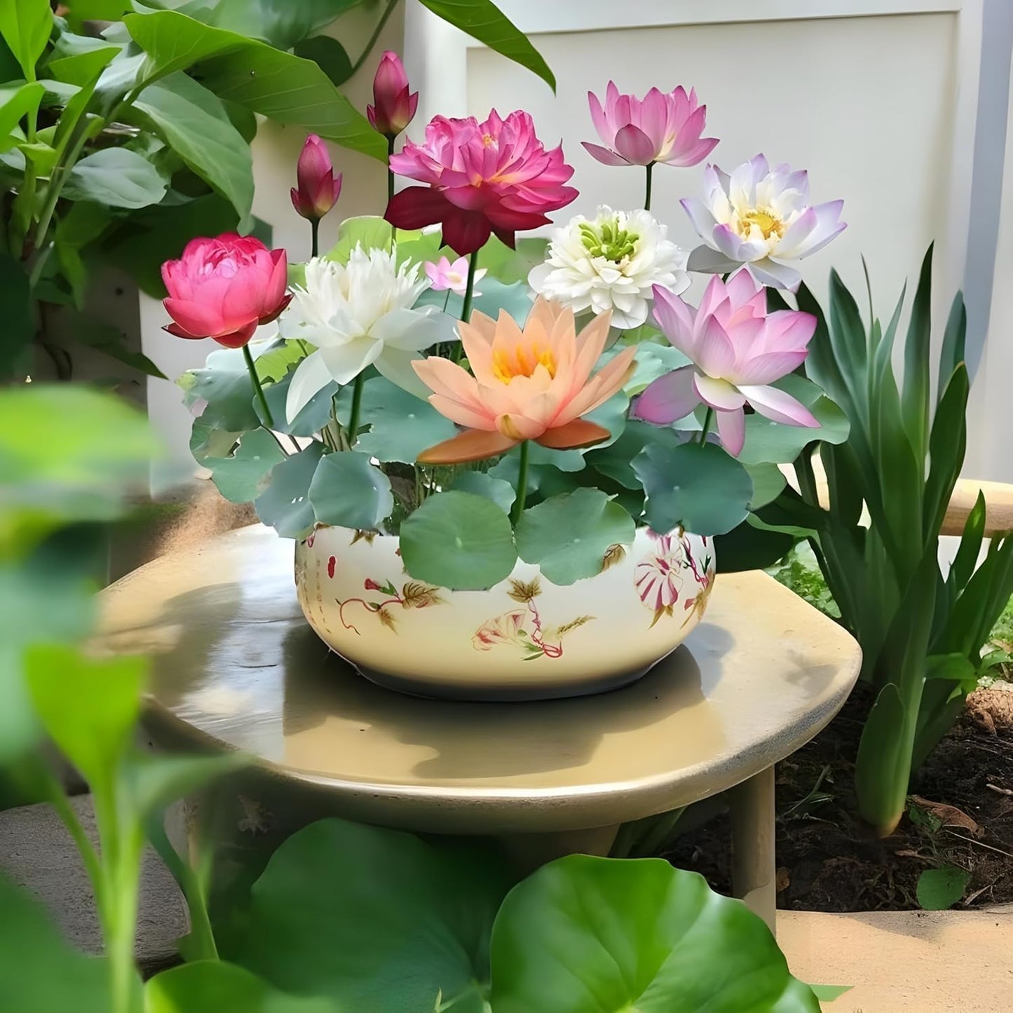 Amazon Brand - All Season Lotus Flower Hybrid Japanese Lotus Flower Seeds | 50 Seeds/Pack | 95% Germination Rate | Dwarf Rainbow | Kamal Gatta Beej | Mix of 12 Colors | Exotic Variety |
