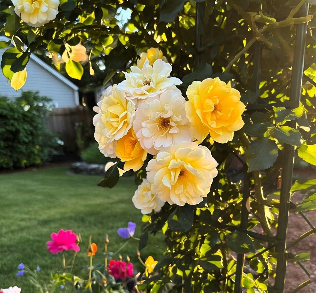 Climbing Rose Flower Seeds | Rose Seeds for Home Gardening | Non-GMO Rose Seeds | Easy to Grow for Balcony, Terrace & Garden Trellis hand-selected seeds with 85–90% germination rate (100 SEED)