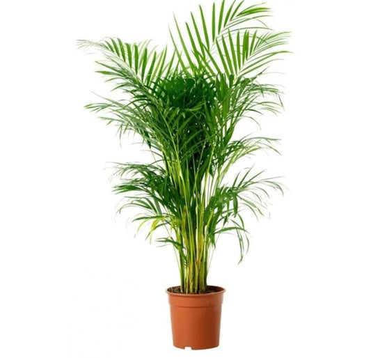Areca Palm Plant – Natural Air Purifier – Indoor & Outdoor Organic Plant – Stylish Home & Office Décor – A1 Fresh Live Plant Without Pot