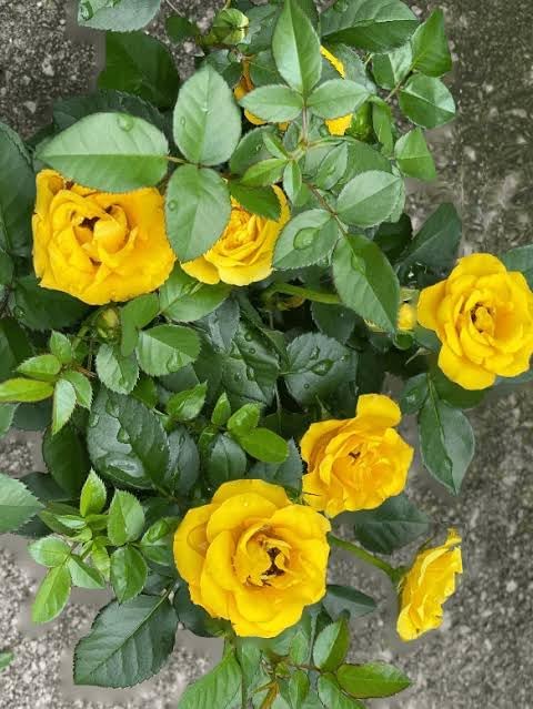 Bigreen Yellow Rose – Live Flowering Plant with Pot for Home & Garden Natural Plant Yellow Colour Rose Flower Tree Plant Hybrid Grafted
