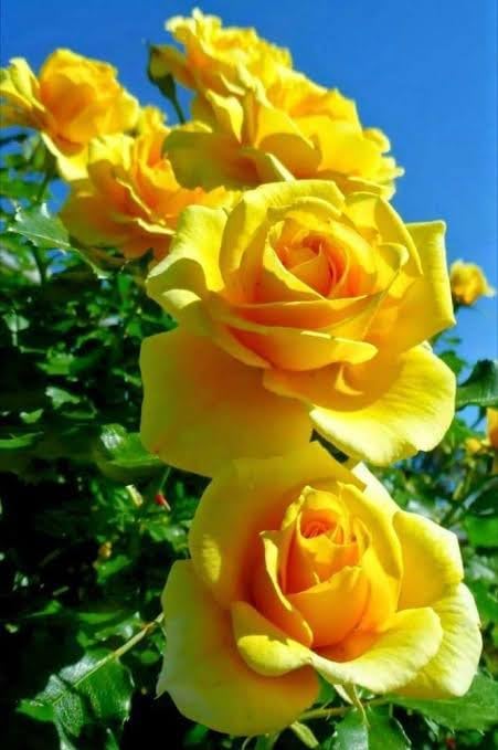 Bigreen Yellow Rose – Live Flowering Plant with Pot for Home & Garden Natural Plant Yellow Colour Rose Flower Tree Plant Hybrid Grafted
