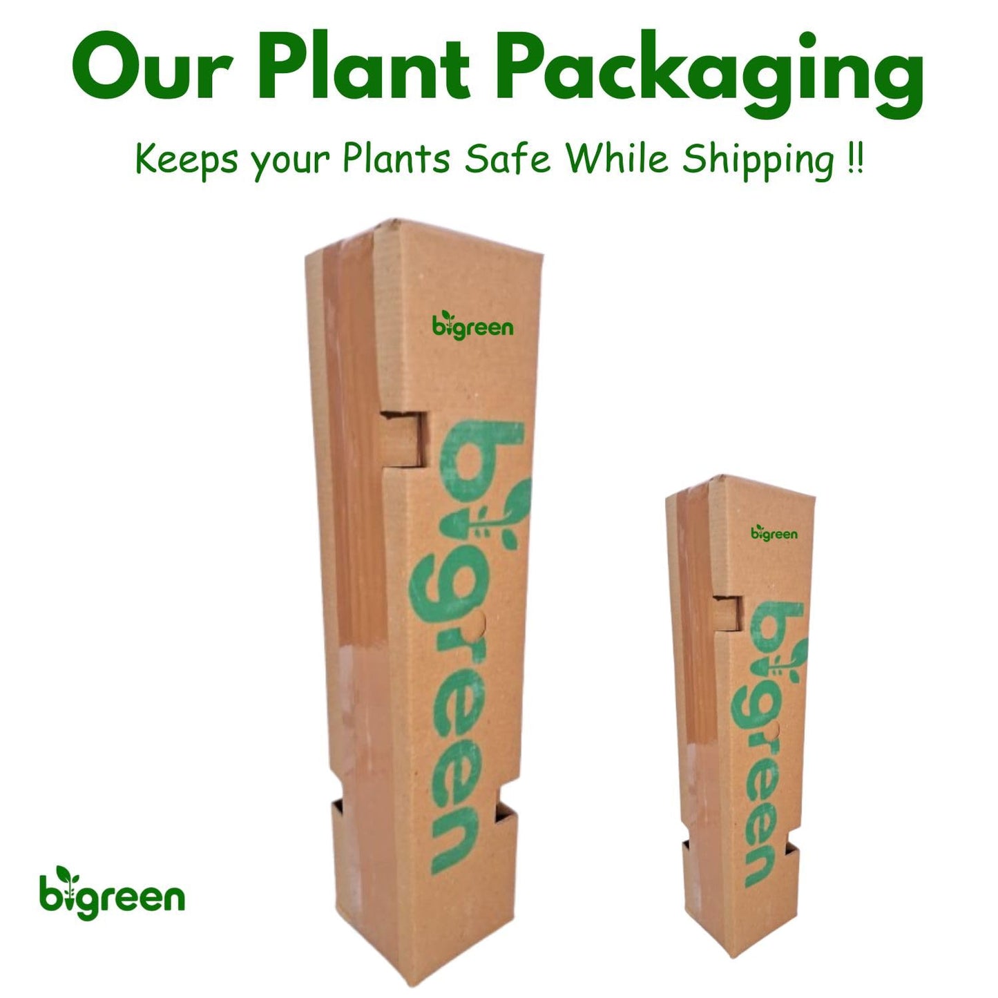 Bigreen Yellow Rose – Live Flowering Plant with Pot for Home & Garden Natural Plant Yellow Colour Rose Flower Tree Plant Hybrid Grafted