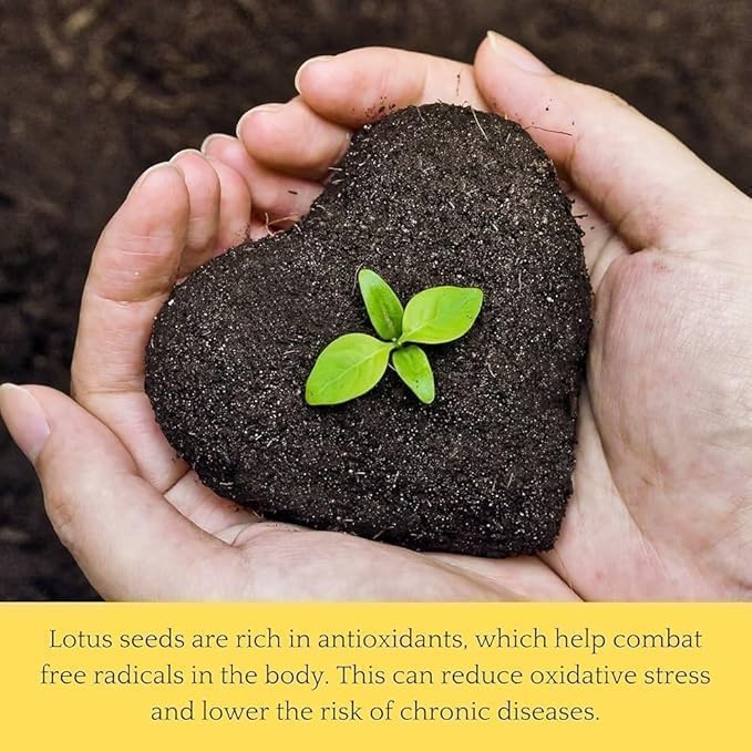 Amazon Brand - All Season Lotus Flower Hybrid Japanese Lotus Flower Seeds | 50 Seeds/Pack | 95% Germination Rate | Dwarf Rainbow | Kamal Gatta Beej | Mix of 12 Colors | Exotic Variety |