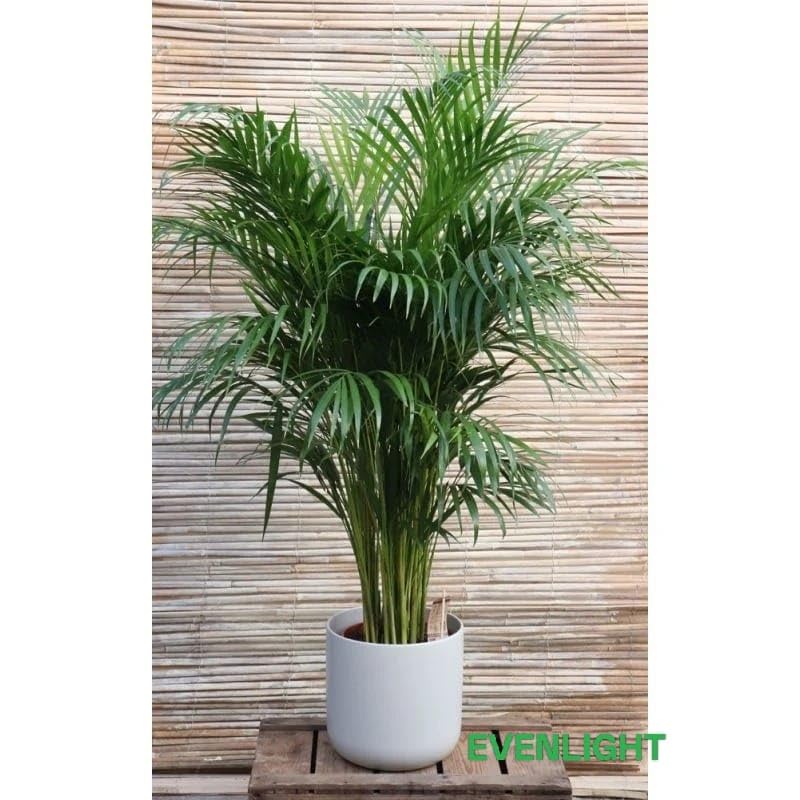 Areca Palm Plant – Natural Air Purifier – Indoor & Outdoor Organic Plant – Stylish Home & Office Décor – A1 Fresh Live Plant Without Pot