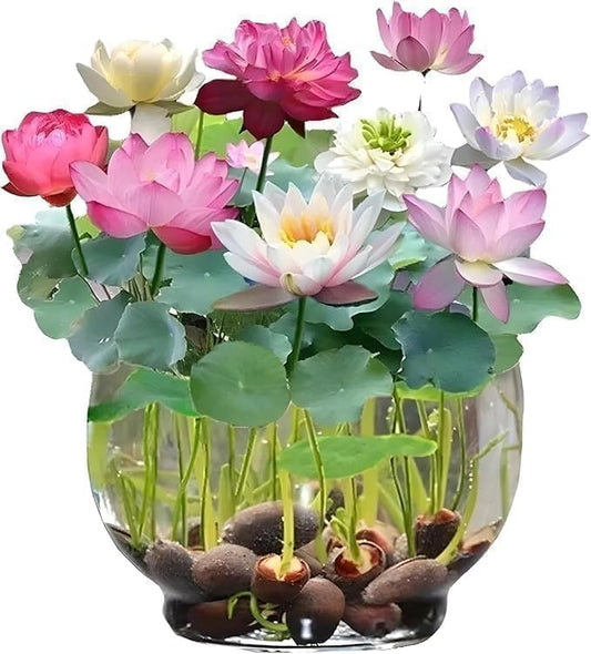 Amazon Brand - All Season Lotus Flower Hybrid Japanese Lotus Flower Seeds | 50 Seeds/Pack | 95% Germination Rate | Dwarf Rainbow | Kamal Gatta Beej | Mix of 12 Colors | Exotic Variety |