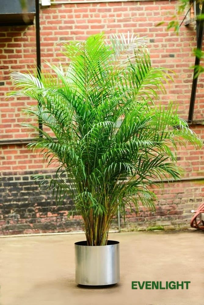 Areca Palm Plant – Natural Air Purifier – Indoor & Outdoor Organic Plant – Stylish Home & Office Décor – A1 Fresh Live Plant Without Pot