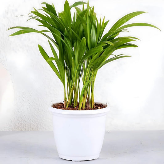 Amulya Farms Air Purifying Areca Palm Indoor Live Plants for Living Room, Home, Office, Table, Kitchen & Desk Decor | Best Plant For Balcony & Garden | 30 cms Height with 3 inches Pot (White) |