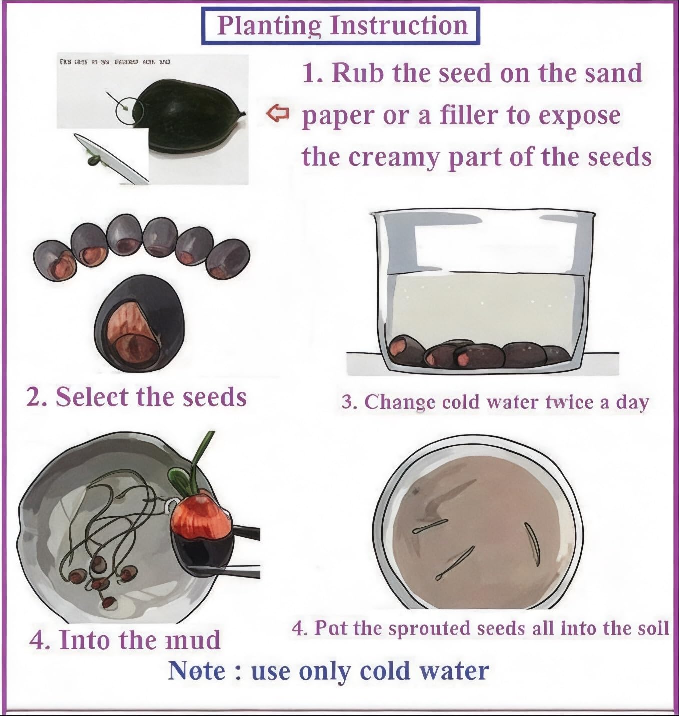 Amulya Farms Lotus Flower Seeds for Home Garden Pack of 20, 100% IMPORTED Japanese Mix Colour, Original Rainbow Seeds for Plant in Water, Summer Plants for Gardening | Live Indoor Plants