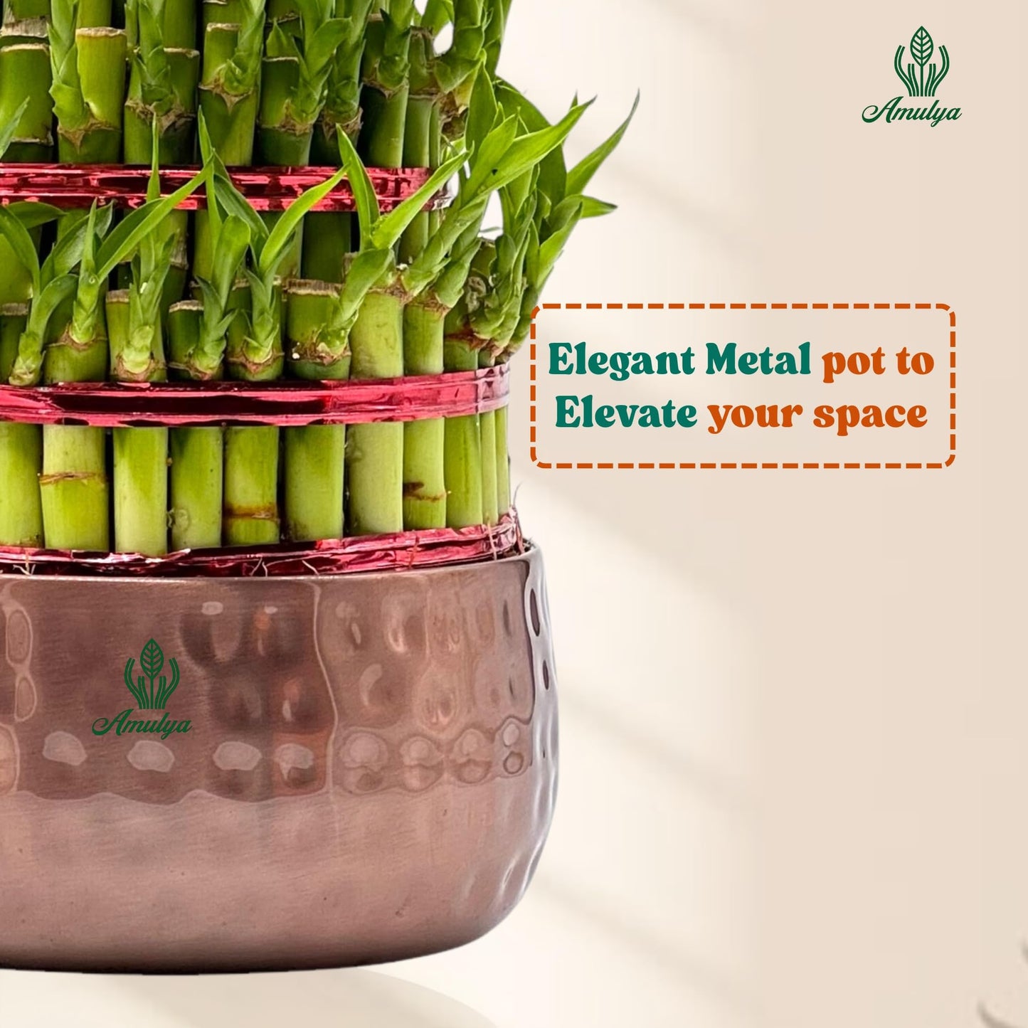 Amulya Farms Live Lucky Bamboo 5 layer plant in Copper Pot | Bamboo Plants for home decoration | Indoor Plants for Home | Ideal for Living room, Balcony, Office desk & Kitchen | Lucky Vastu Plant |