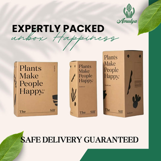 Amulya Farms Air Purifying Areca Palm Indoor Live Plants for Living Room, Home, Office, Table, Kitchen & Desk Decor | Best Plant For Balcony & Garden | 30 cms Height with 3 inches Pot (White) |