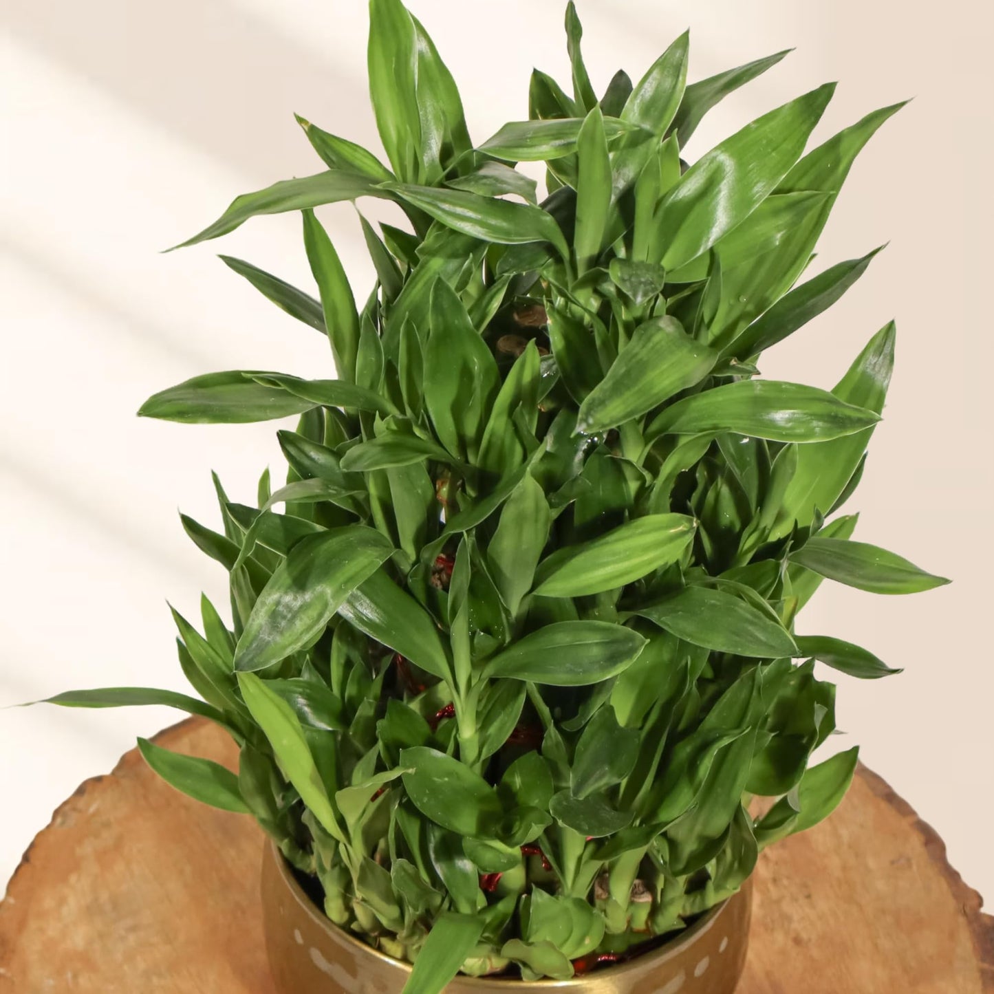Amulya Farms Live Lucky Bamboo 5 layer plant in Copper Pot | Bamboo Plants for home decoration | Indoor Plants for Home | Ideal for Living room, Balcony, Office desk & Kitchen | Lucky Vastu Plant |
