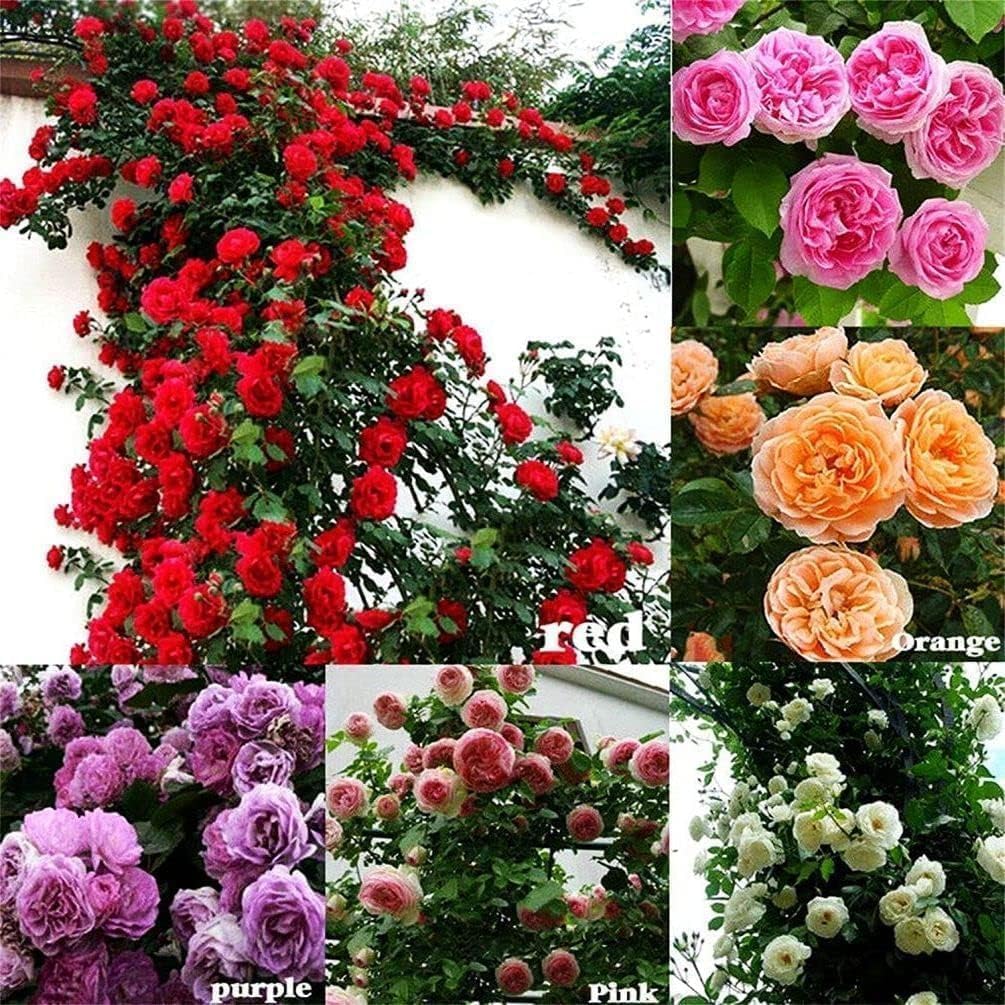 Climbing Rose Flower Seeds | Rose Seeds for Home Gardening | Non-GMO Rose Seeds | Easy to Grow for Balcony, Terrace & Garden Trellis hand-selected seeds with 85–90% germination rate (100 SEED)