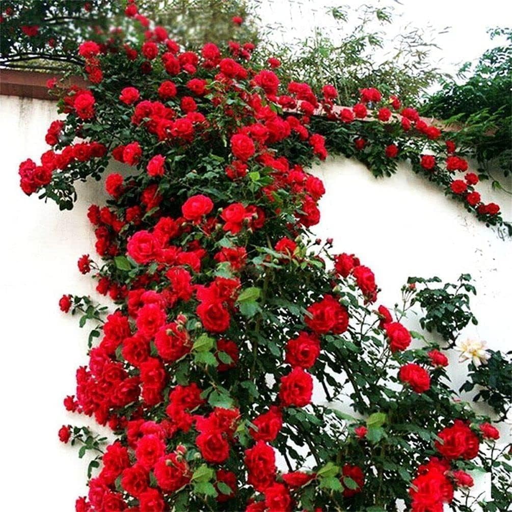 Climbing Rose Flower Seeds | Rose Seeds for Home Gardening | Non-GMO Rose Seeds | Easy to Grow for Balcony, Terrace & Garden Trellis hand-selected seeds with 85–90% germination rate (100 SEED)