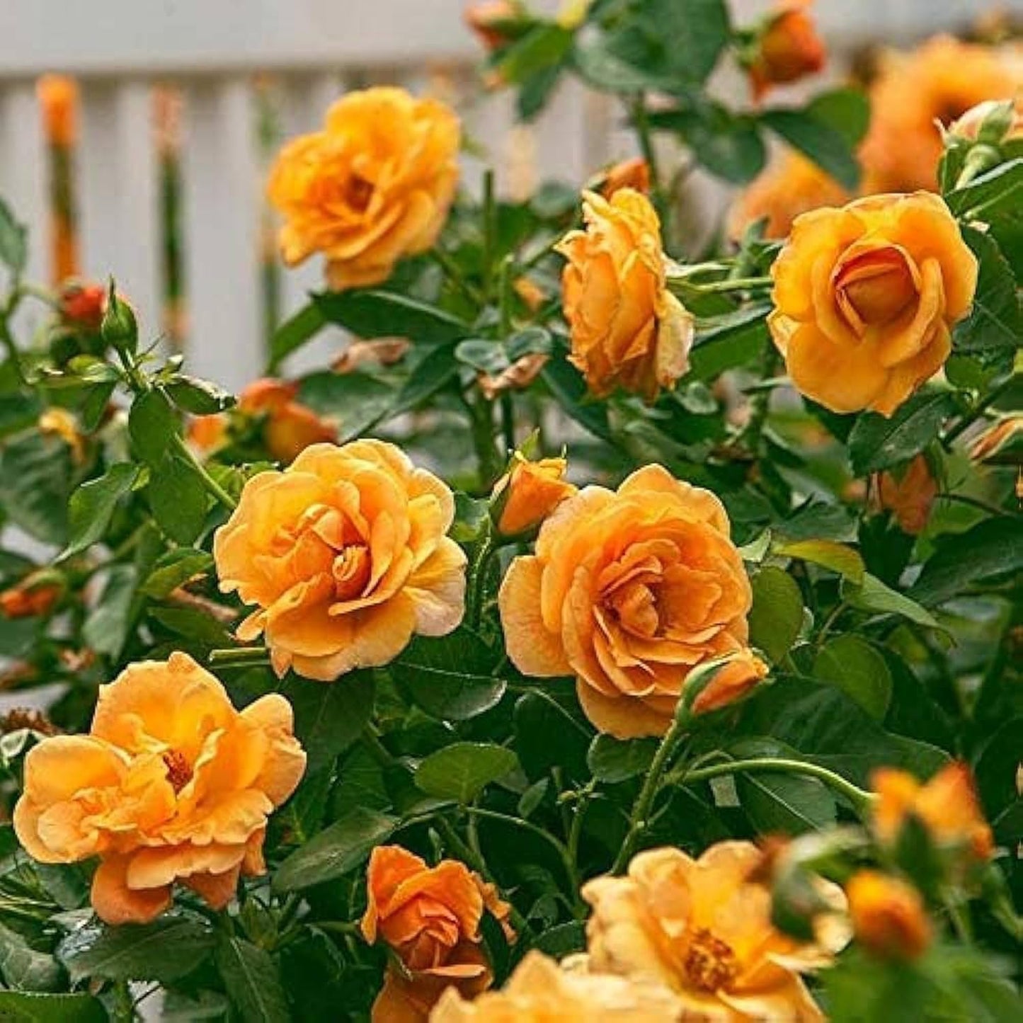 Bigreen Yellow Rose – Live Flowering Plant with Pot for Home & Garden Natural Plant Yellow Colour Rose Flower Tree Plant Hybrid Grafted