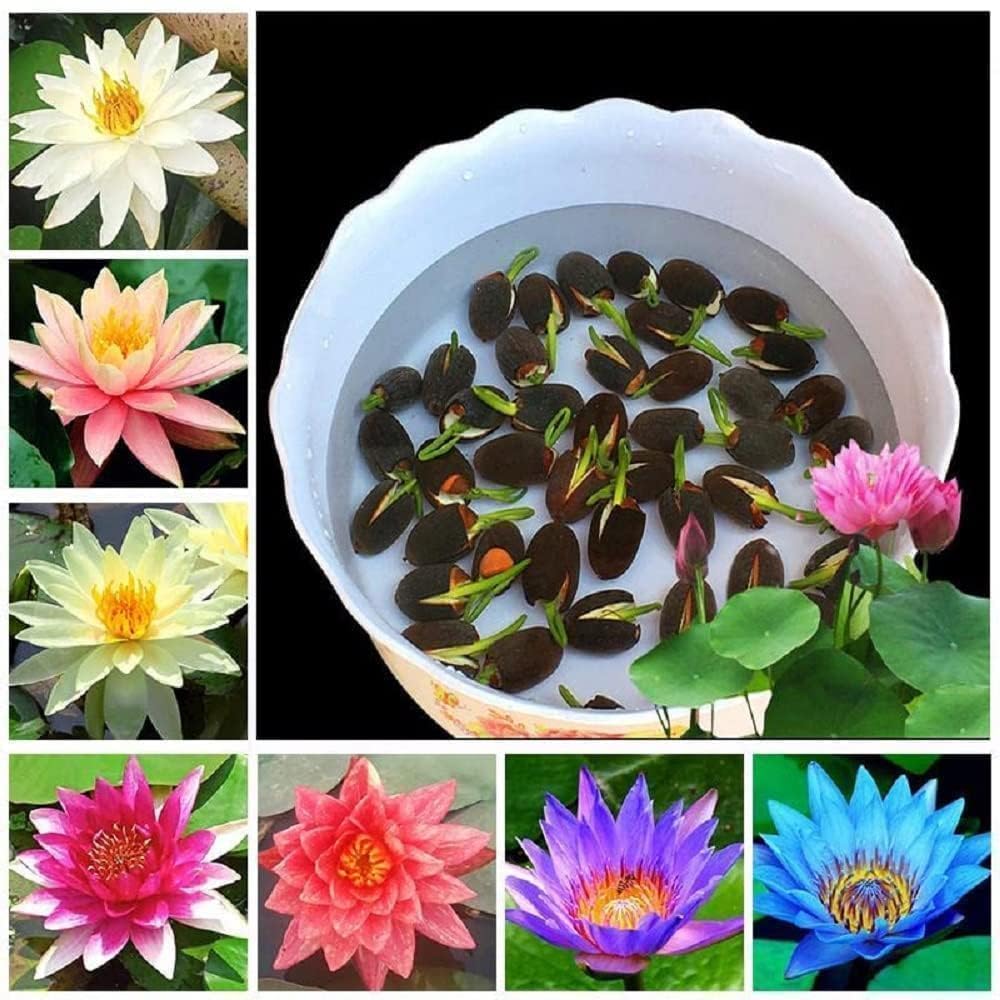 Amazon Brand - All Season Lotus Flower Hybrid Japanese Lotus Flower Seeds | 50 Seeds/Pack | 95% Germination Rate | Dwarf Rainbow | Kamal Gatta Beej | Mix of 12 Colors | Exotic Variety |