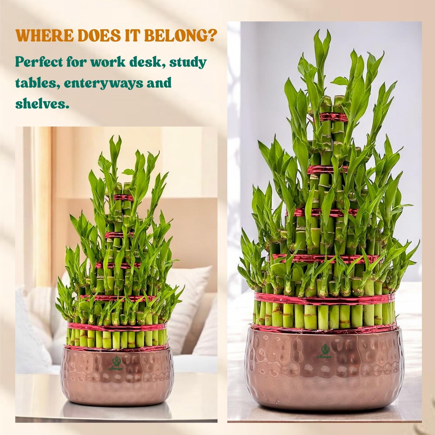 Amulya Farms Live Lucky Bamboo 5 layer plant in Copper Pot | Bamboo Plants for home decoration | Indoor Plants for Home | Ideal for Living room, Balcony, Office desk & Kitchen | Lucky Vastu Plant |