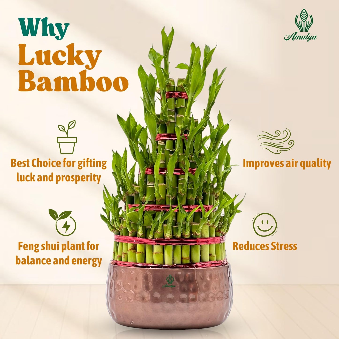 Amulya Farms Live Lucky Bamboo 5 layer plant in Copper Pot | Bamboo Plants for home decoration | Indoor Plants for Home | Ideal for Living room, Balcony, Office desk & Kitchen | Lucky Vastu Plant |