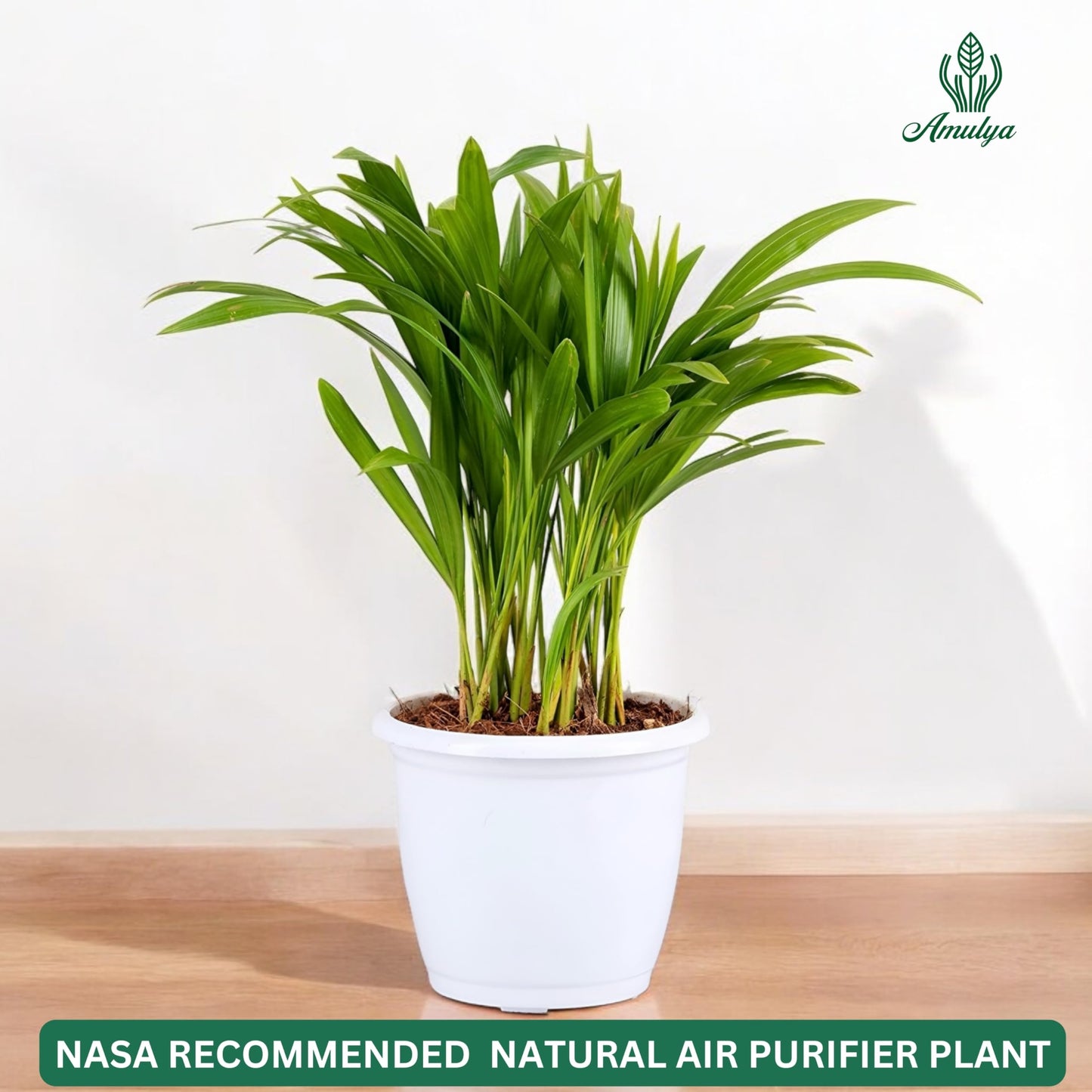 Amulya Farms Air Purifying Areca Palm Indoor Live Plants for Living Room, Home, Office, Table, Kitchen & Desk Decor | Best Plant For Balcony & Garden | 30 cms Height with 3 inches Pot (White) |