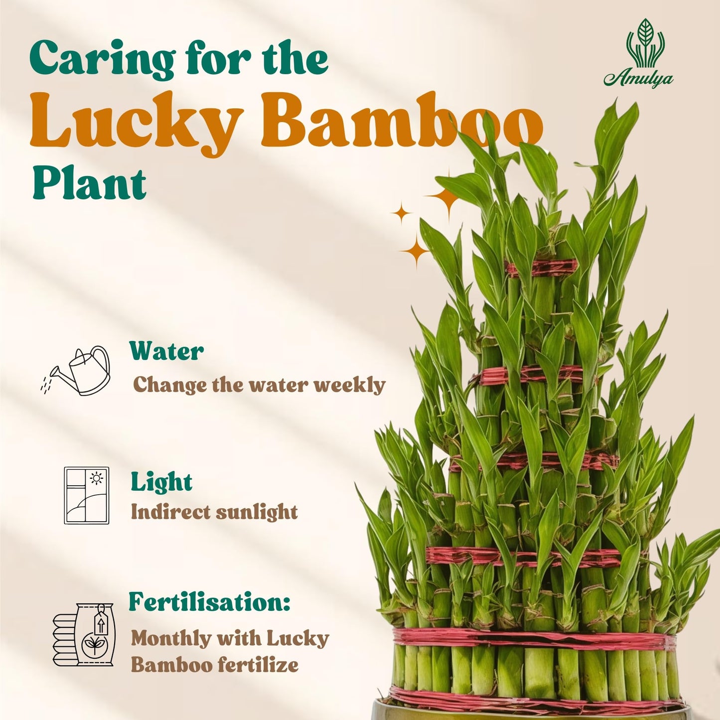 Amulya Farms Live Lucky Bamboo 5 layer plant in Copper Pot | Bamboo Plants for home decoration | Indoor Plants for Home | Ideal for Living room, Balcony, Office desk & Kitchen | Lucky Vastu Plant |