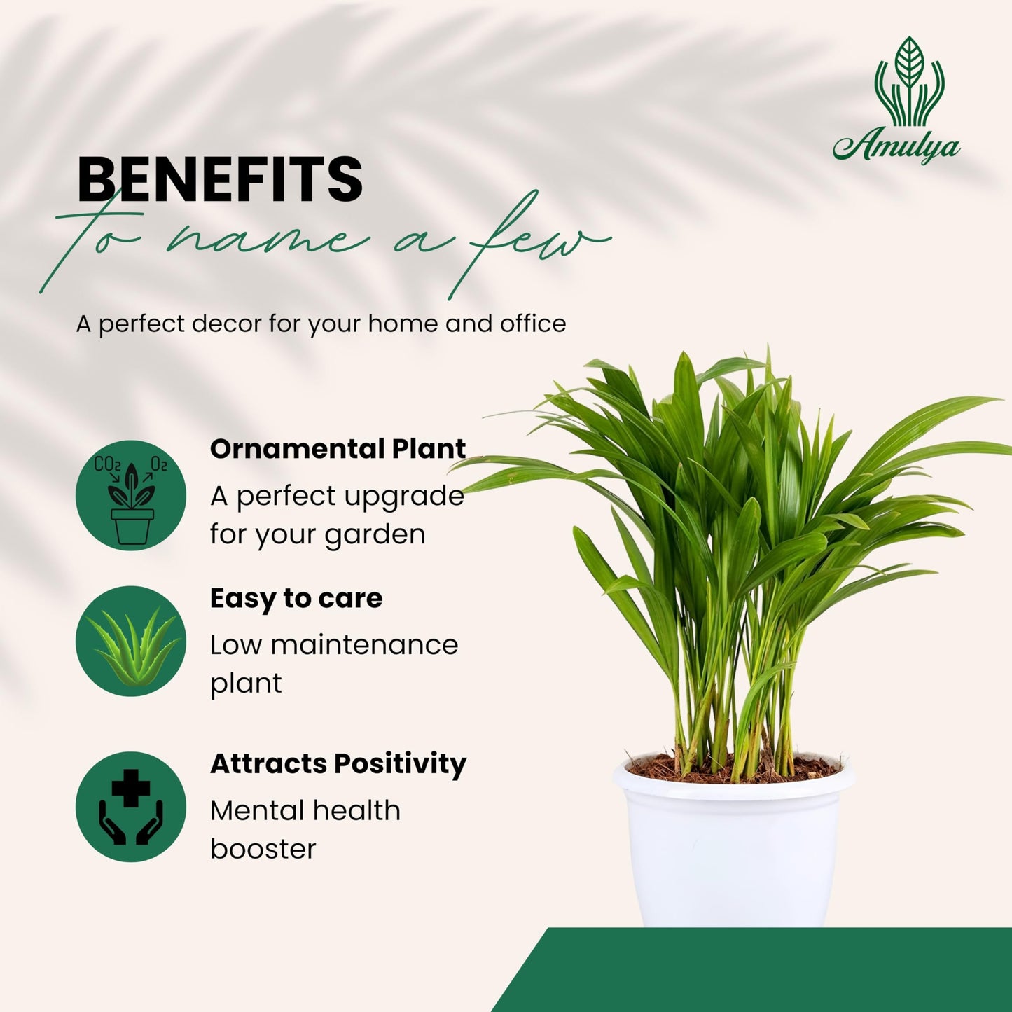 Amulya Farms Air Purifying Areca Palm Indoor Live Plants for Living Room, Home, Office, Table, Kitchen & Desk Decor | Best Plant For Balcony & Garden | 30 cms Height with 3 inches Pot (White) |