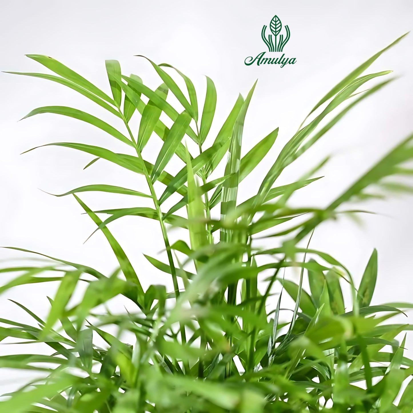 Amulya Farms Air Purifying Areca Palm Indoor Live Plants for Living Room, Home, Office, Table, Kitchen & Desk Decor | Best Plant For Balcony & Garden | 30 cms Height with 3 inches Pot (White) |