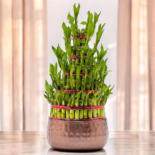 Amulya Farms Live Lucky Bamboo 5 layer plant in Copper Pot | Bamboo Plants for home decoration | Indoor Plants for Home | Ideal for Living room, Balcony, Office desk & Kitchen | Lucky Vastu Plant |